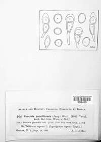 Puccinia poculiformis image